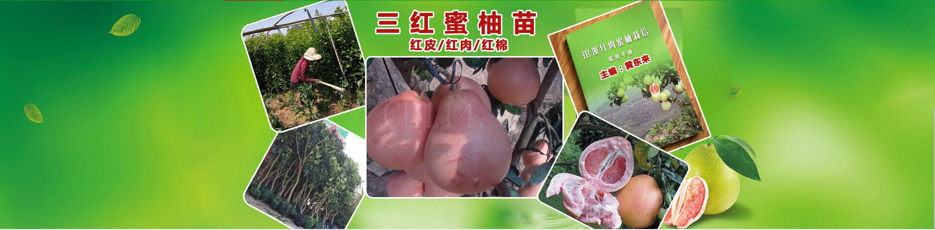 平和县红香蜜柚专业合作社